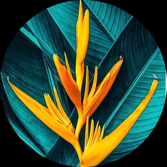 yelenas12